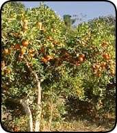 Selo da Agricultura Familiar: novos critérios