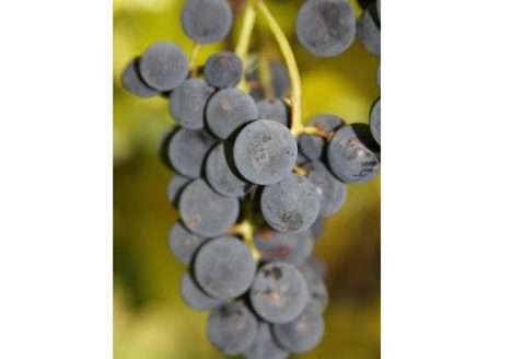 Organizações européias estudam regulamentação viticultura orgânica