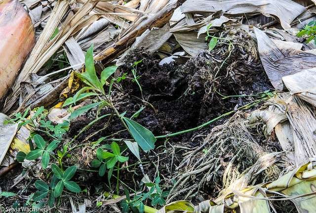 Compstagem com restos de Foto: OrganicsNet