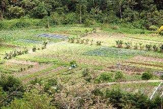 Brasil é líder mundial em adubação orgânica