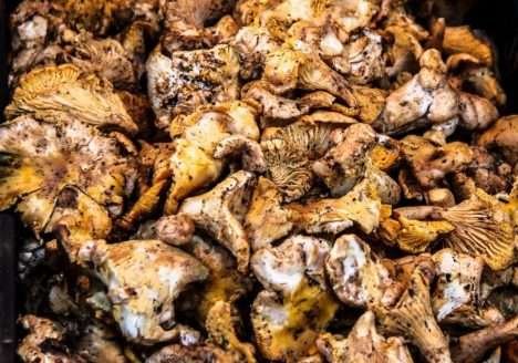 O bagaço para cogumelos