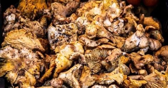 O bagaço para cogumelos