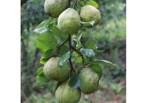 Coopernatural participa das Olimpíadas Rio 2016