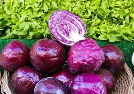 Falta de assistência técnica e crédito trava produção de orgânicos em MT