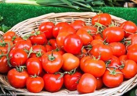 Pesquisa avalia desempenho do tomate orgânico