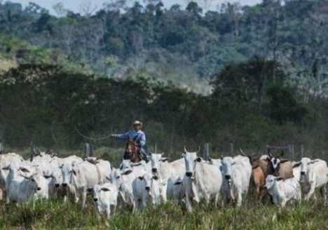 Carne orgânica é um bom negócio para produtor e consumidor