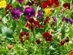 Nova Parceria CAFUNDÓ e ORGANOMIX