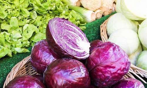 Agricultura Orgânica sob análise