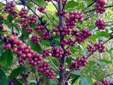 1378759115 Foto: Agrosoft