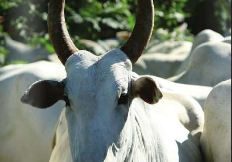 O que é pecuária orgânica?