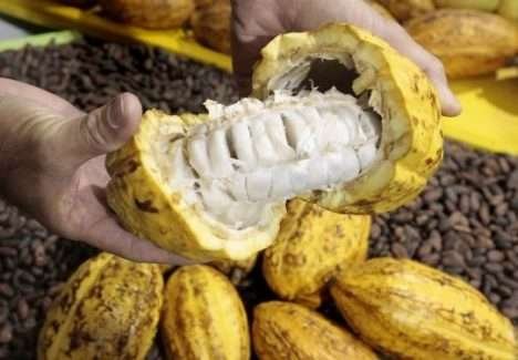 Produção orgânica incentiva ganhos de qualidade e renda