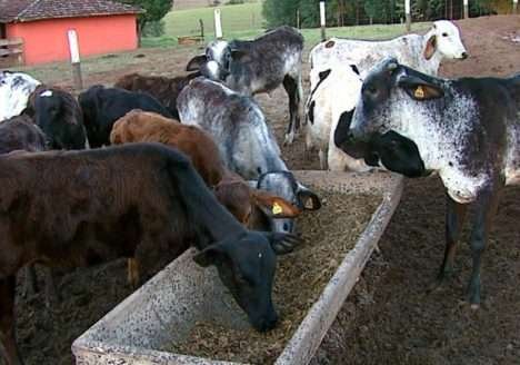 Leite orgânico: mais lucro para o produtor