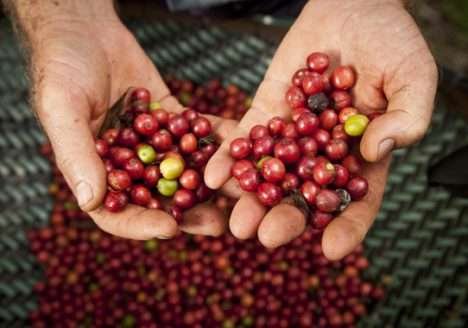 Pesquisa com café orgânico apresenta resultados promissores no Mato Grosso do Sul
