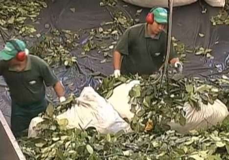 Conheça a maior produção de erva mate orgânica do Brasil