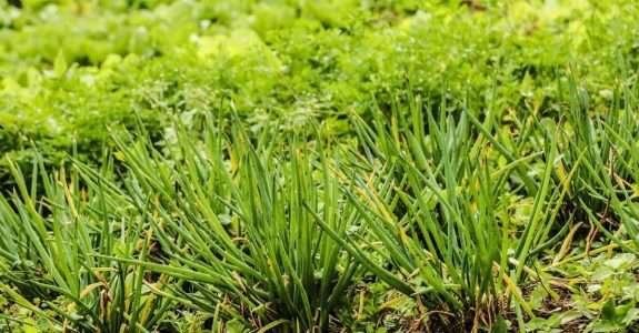 PNAE aborda a compra de produtos orgânicos da agricultura familiar.