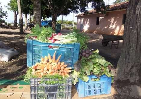 Produção Agroecológica Integrada e Sustentável na Paraíba