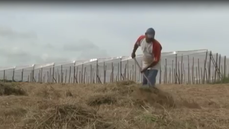 Cobertura Morta: economia de água e proteção ao solo