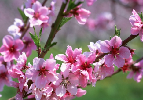 Instituto Mineiro de Agropecuária certifica produção de flores orgânicas