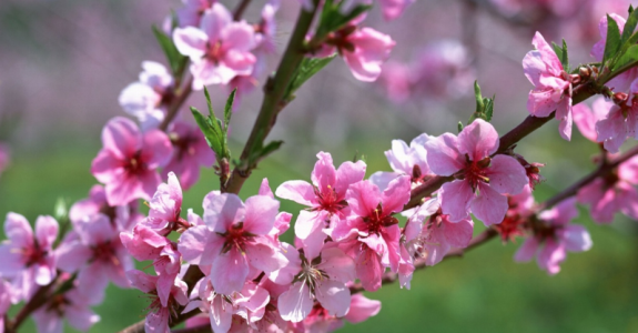 Instituto Mineiro de Agropecuária certifica produção de flores orgânicas