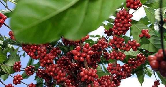 SNASH participará com seis Startups do maior evento de produtos naturais da América Latina