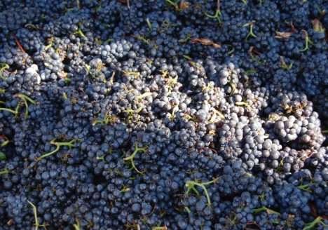 UE: certificação de vinho orgânico