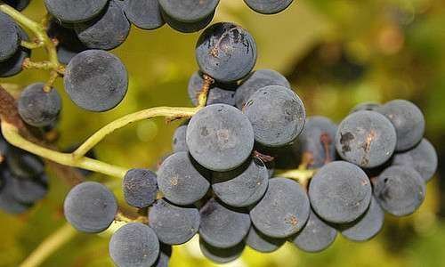 Brasil importou 24% a mais de alimentos orgânicos do Chile.