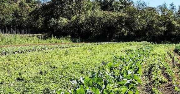 Adubação alternativa