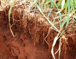 Adubação biológica Microgeo ganha espaço no mercado da América Latina