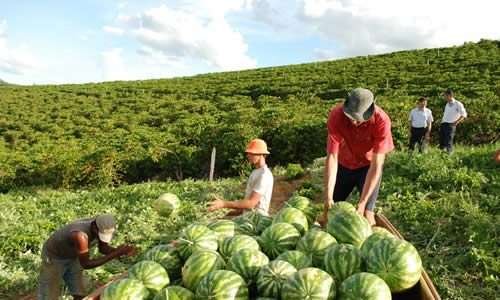 Frutas orgânicas do sertão da Paraíba ganham espaço em todo o Brasil