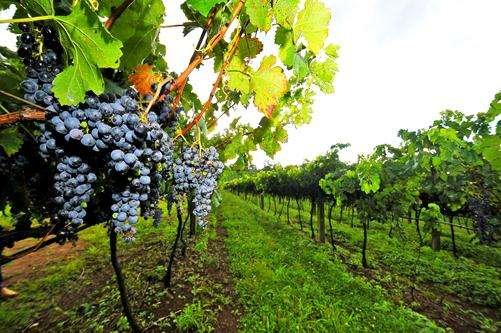 042712_0149_Safradeuva223