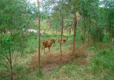 Licenciada da Embrapa comercializará grãos orgânicos