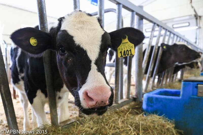 MPBN-PinelandCalf-2014April-9463_0