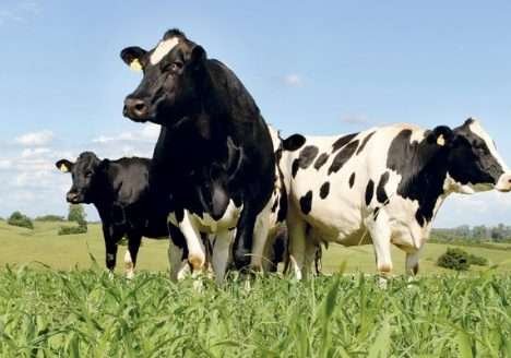 Cresce demanda por leite orgânico nos EUA
