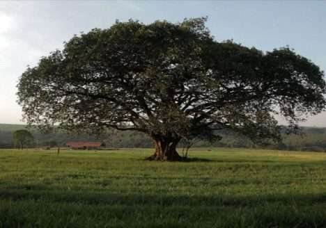 Ex-piloto de F-1 faz de fazenda da família uma incubadora de sustentabilidade