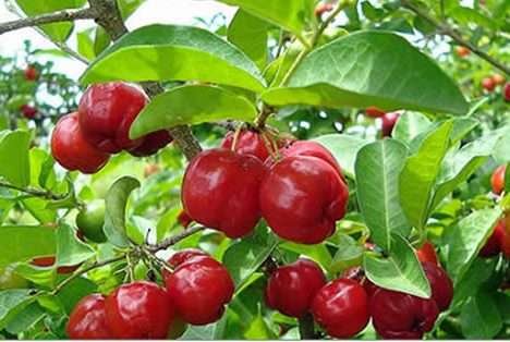 Piauí ganha destaque na produção de orgânicos nos Tabuleiros Litorâneos