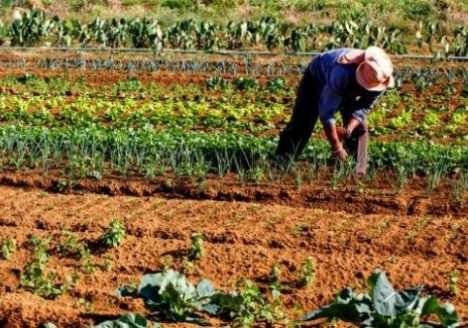 Orgânicos garantem renda e sucessão rural em comunidade quilombola