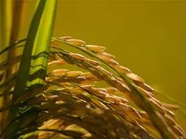 Cultivo do arroz orgânico ainda não ganhou a confiança dos agricultores