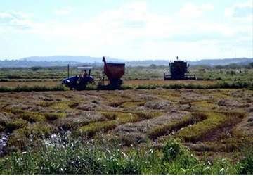 Arroz orgânico é produzido por 522 famílias, em 16 assentamentos, no Rio Grande do Sul