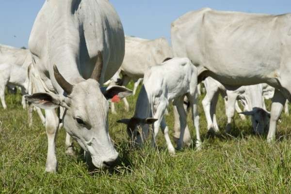 A pecu&aacute;ria brasileira, de modo geral, &eacute; um mercado promissor que deveria levar em considera&ccedil;&atilde;o o crescimento do mercado org&acirc;nico. Foto: Divulga&ccedil;&atilde;o