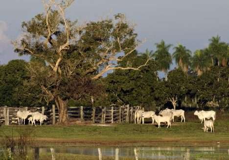 Falta de insumos dificulta expansão da pecuária orgânica no Brasil