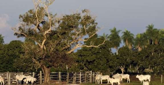 Falta de insumos dificulta expansão da pecuária orgânica no Brasil
