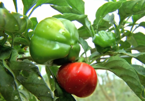 Com projeto, assentados passam a produzir produtos orgânicos em MT