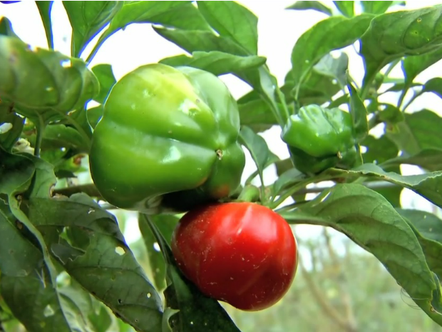 Projeto permitiu o cultivo de verduras org&acirc;nicas em Pocon&eacute; (Foto: Reprodu&ccedil;&atilde;o/TVCA)