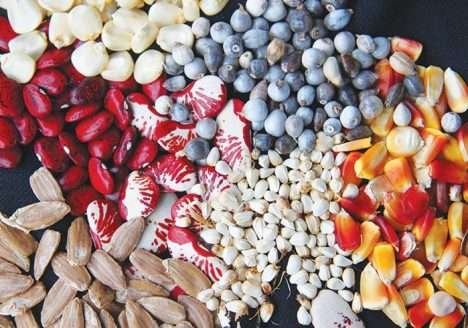 Comida ou veneno? Produção orgânica se viabiliza como garantia de segurança alimentar