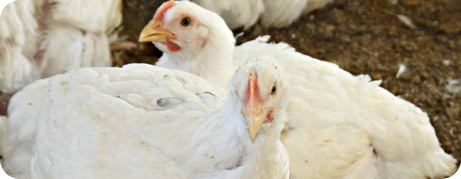 A criação de frango orgânico no Brasil