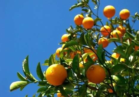 Agricultores do APL Fruticultura ganharão certificação orgânica