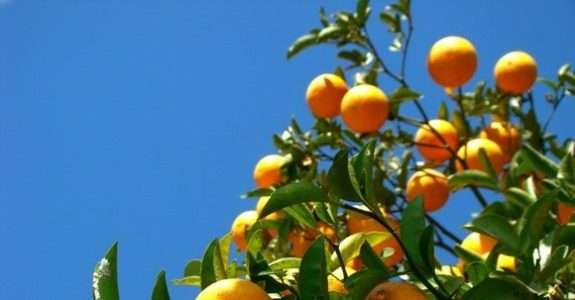 Agricultores do APL Fruticultura ganharão certificação orgânica