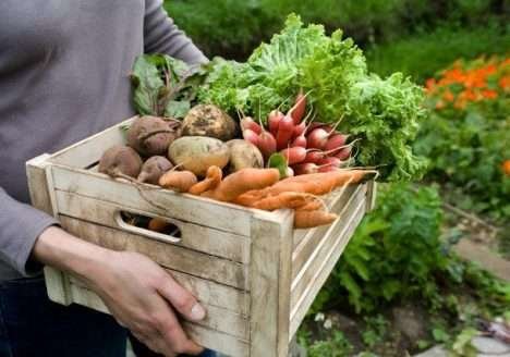 Horta Sustentável Ribeirão dos Paulas mostra resultados
