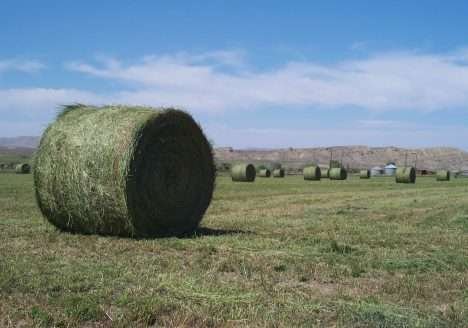 Novo estudo do USDA prova que estava errado sobre a GE alfafa transgênica