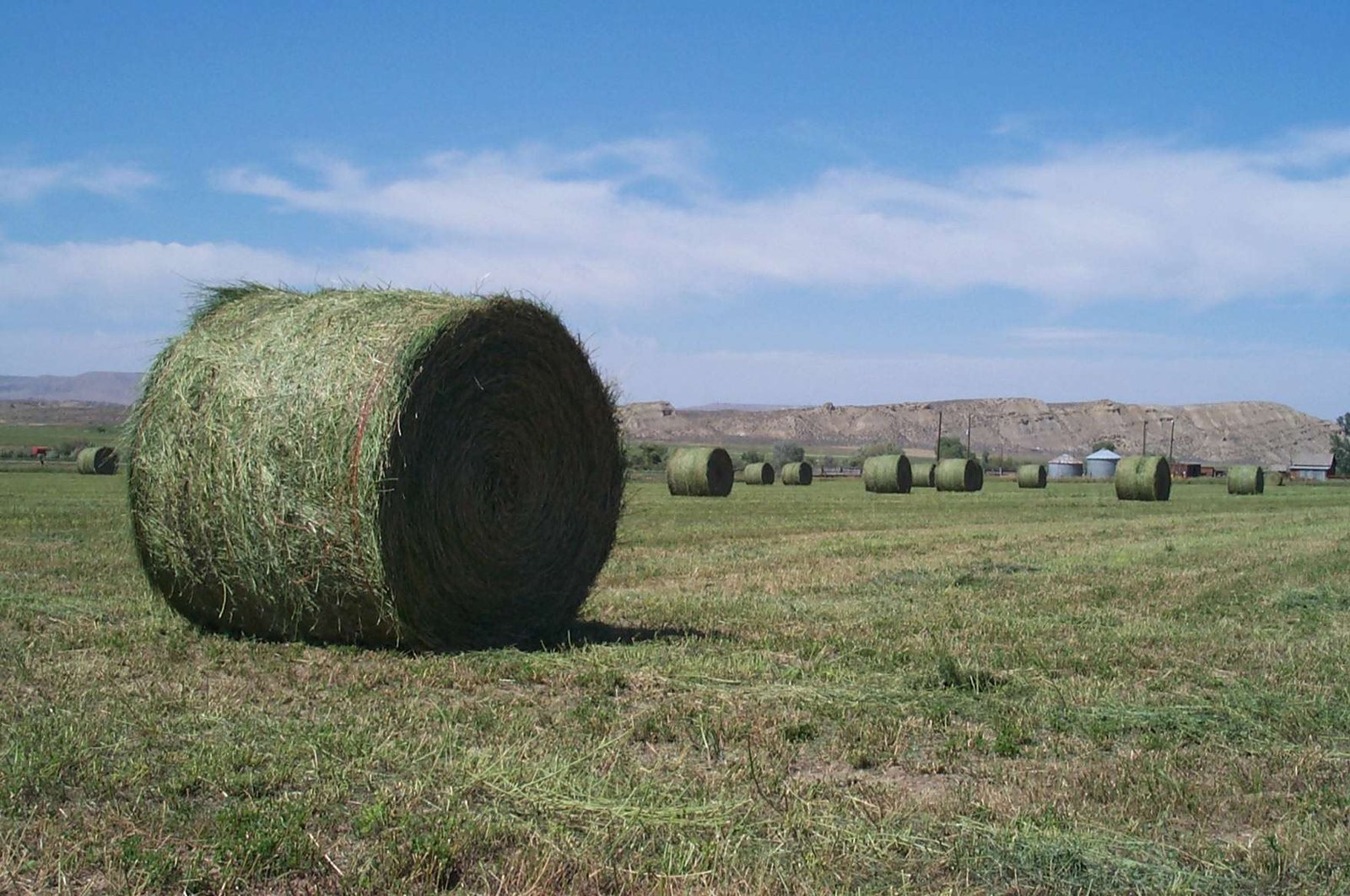 Alfalfa_round_bales